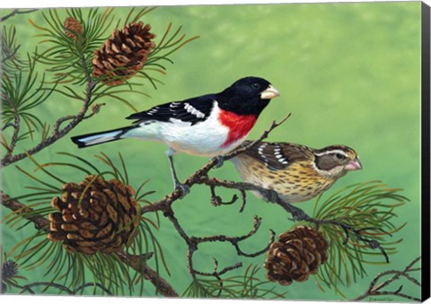 Framed Rose Brested Grosbeaks Print