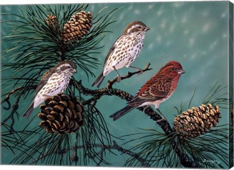 Framed Purple Finches Print