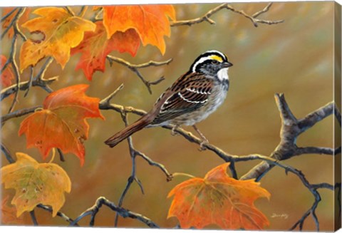 Framed Whitethroated Sparrow Print