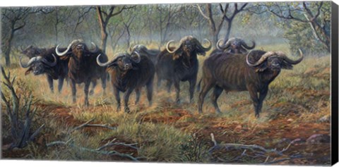 Framed Cape Buffalo Print