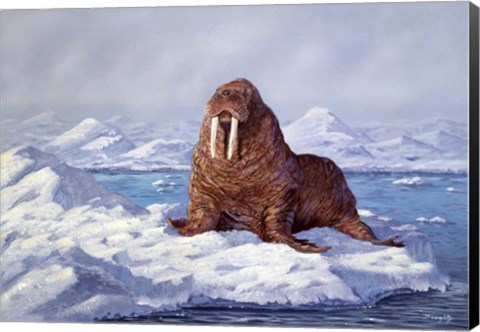 Framed Walrus Print
