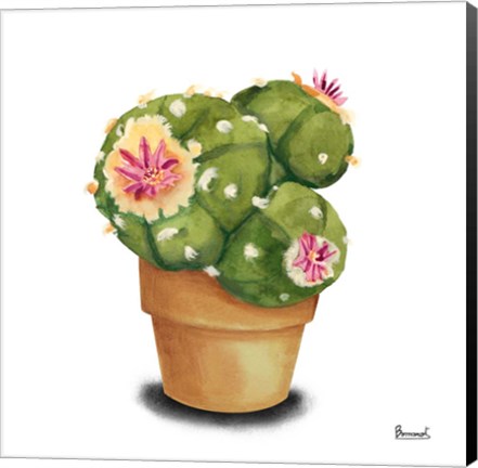 Framed Cactus Flowers VII Print