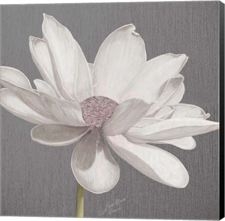 Framed Vintage Lotus on Grey I Print