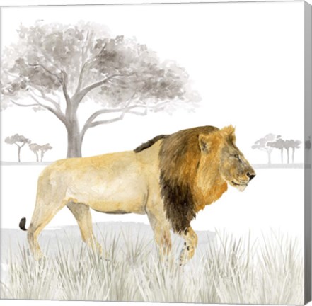 Framed Serengeti Lion Square Print