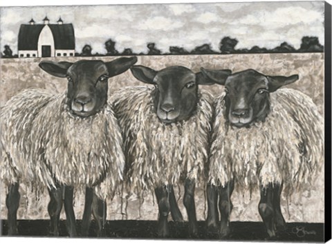 Framed Three Sheep Print