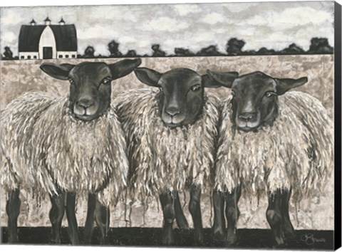 Framed Three Sheep Print