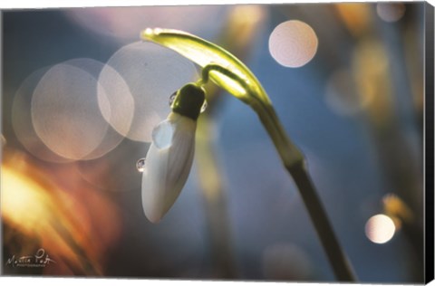 Framed Snowdrops IV Print