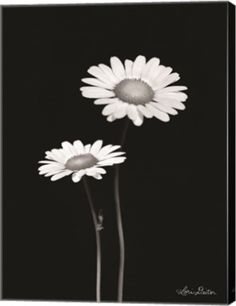 Framed Pair of Daisies Print