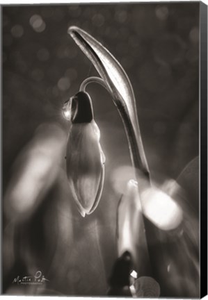 Framed Snowdrops in Black &amp; White Print