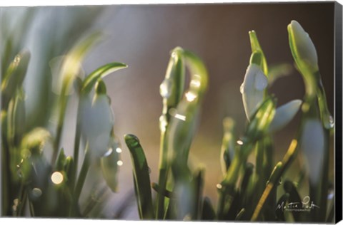 Framed Snowdrops II Print