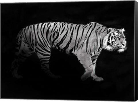 Framed Panthera Tigris Print