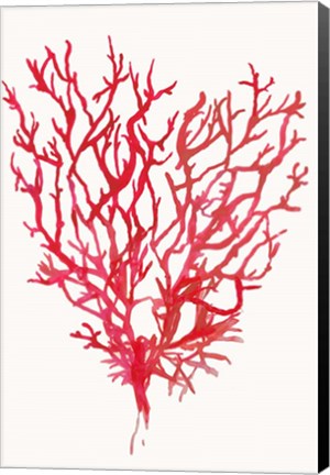 Framed Red Reef Coral II Print