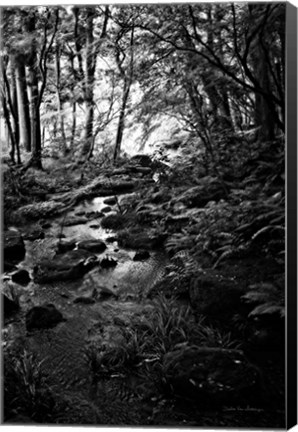 Framed Lush Creek in Forest BW Print