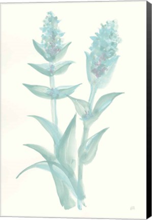 Framed Lambs Ear Sage II Print