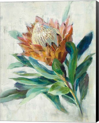Framed Protea Print