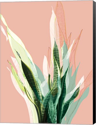 Framed Snake Plant Print