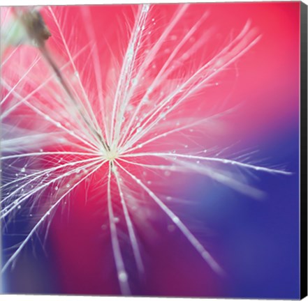 Framed Seed with Water Droplets Print