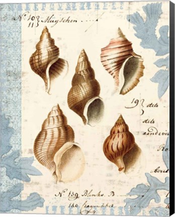 Framed Seashell Collection II Print