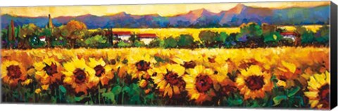 Framed Sweeping Fields of Sunflowers Print