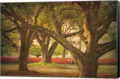 Framed Three Oaks and Azaleas Print