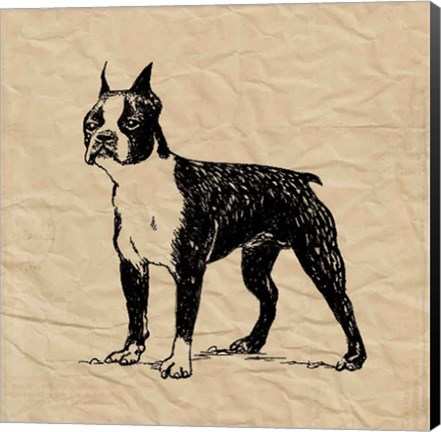 Framed Boston Terrier Print