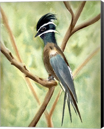 Framed Bird on Branch Print