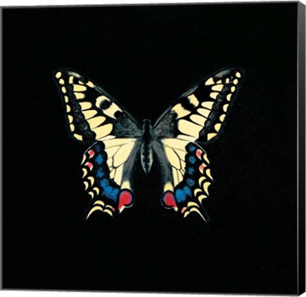 Framed Butterfly on Black Print