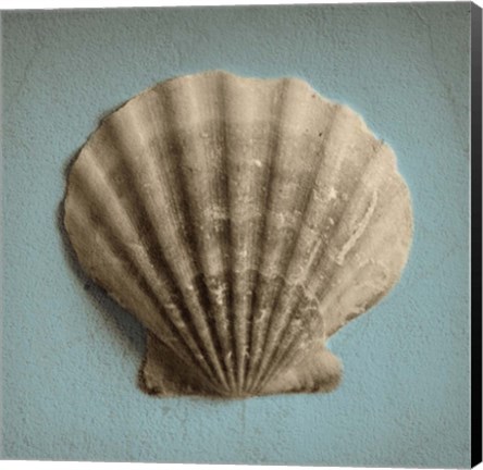 Framed Seashell Study II Print