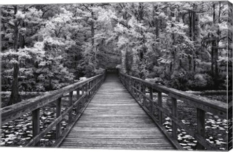 Framed Walk Into Tranquility Print