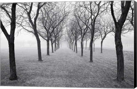 Framed Tunnel of Trees Print