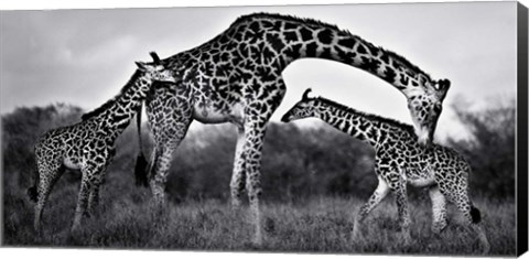 Framed Giraffe Family Print