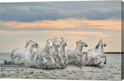 Framed Camargue Horses - France Print