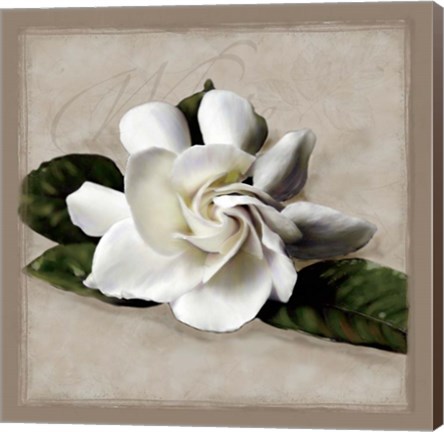 Framed Botanical Gardenia Print