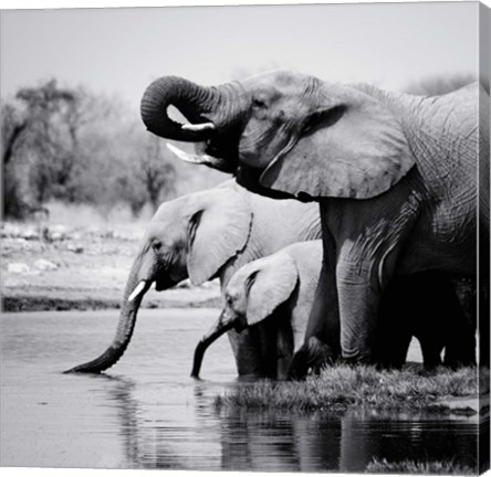 Framed Namibia Elephants Print