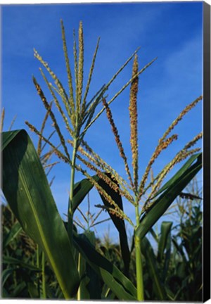 Framed Corn Stalks Print