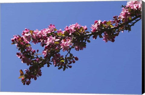 Framed Flowering Tree Branch, Blue Sky, North Carolina Print