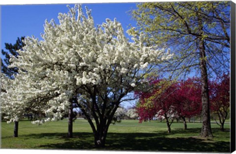 Framed Pin Cherry Tree Blooming, New York Print