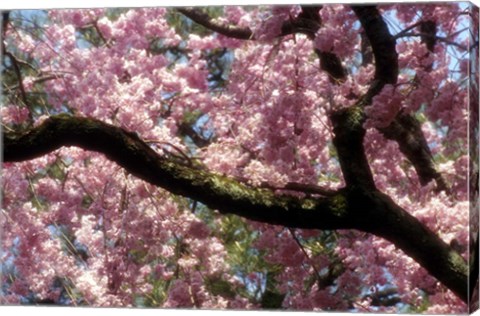 Framed Cherry Blossom Tree In Bloom In Springtime, Tokyo, Japan Print