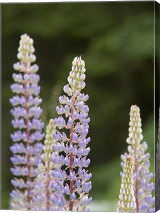 Framed Lupine, Vancouver Island, Canada Print