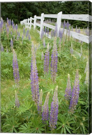 Framed Vancouver Island Lupine, British Columbia, Canada Print