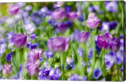 Framed Tulips At Claude Monet House And Gardens, Giverny, France Print