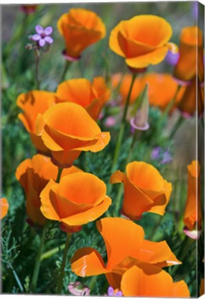 Framed California Poppies, Antelope Valley, California Print