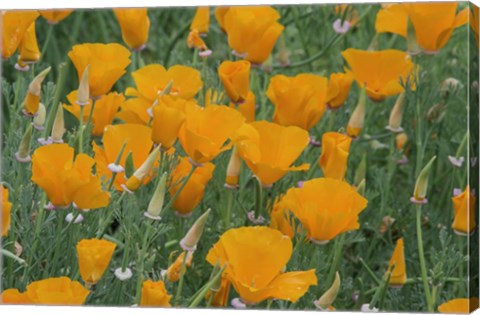 Framed California Poppy, Santa Barbara Botanical Garden, California Print