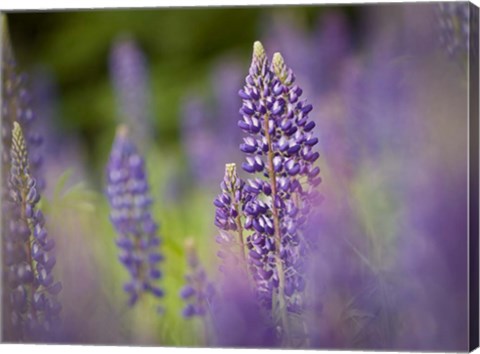 Framed Lupine Near Silver Bay, Northeastern Minnesota 1 Print