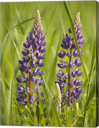 Framed Lupine Near Silver Bay, Northeastern Minnesota 2 Print