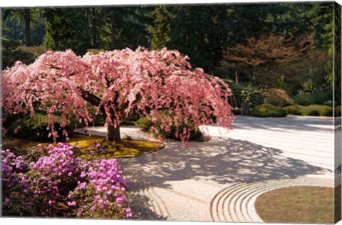 Framed Cherry Tree Blossoms Over A Rock Garden In The Japanese Gardens In Portland&#39;s Washington Park, Oregon Print