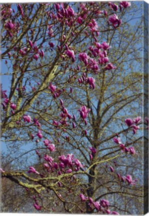 Framed Magnolia Blossoms, Oregon Garden, Silverton, Oregon Print