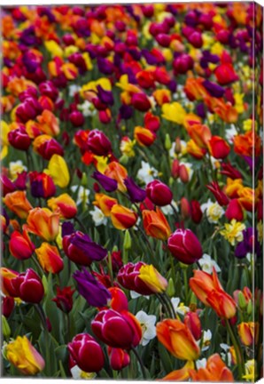 Framed Wind Blows A Field Of Multi-Colored Tulips, Mount Vernon, Washington State Print