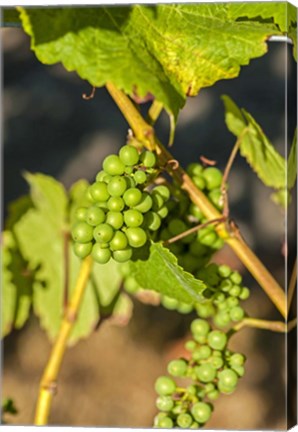 Framed Pinot Gris Wine Grapes Ripen At A Whidbey Island Vineyard, Washington Print