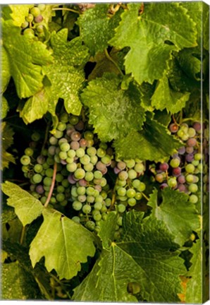 Framed Pinot Grapes In Veraison In Vineyard In The Okanogan Valley, Washington Print